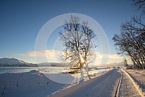 Sunny Winter Landscape- Sunset in winter snowy forest, big trees covered snow