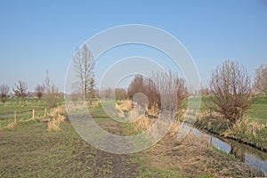 Sunny winter marsh landscape in the Flemish countryside