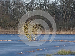 sunny winter marsh landscape in the flemish countryside