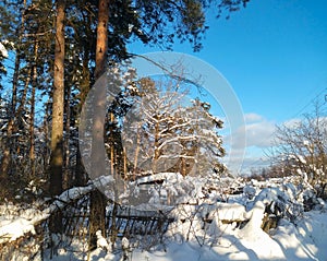 Sunny winter morning in snow covered countryside.