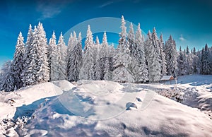 Sunny winter morning in snowy mountain forest.