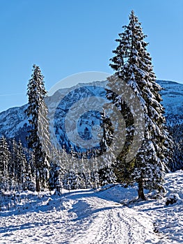 Hiking trail in snow-covered mountain forest landscape by sunshine