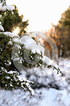 Sunny winter scenery, snowman in the woods, snow on the branch