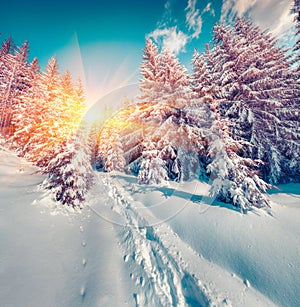 Sunny winter sunrise in the mountain forest.