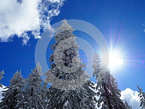 Sunny winter weather, snow on trees in forrest, blue sky during skiing in Alps mountines