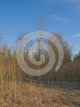 Sunny winter wetland landscape with bare trees in the flemish countryside