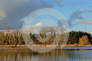 Sunny winter wetland landscape with reed and bare trees reflecting in the water