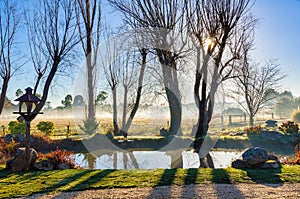 Sunny wintry morning - Woodend