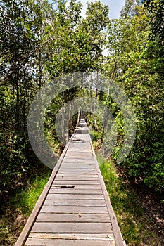 Sunny wooden trail in the jungle on the way to Camp Leakey, the most famous feeding station for Orangutans inside the park