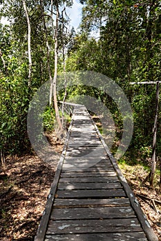 Sunny wooden trail in the jungle on the way to Camp Leakey, the most famous feeding station for Orangutans inside the park