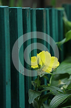 Sunny yellow flower dark green wooden fence