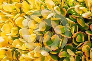 Sunny yellow succulent Crassula Ovata plant - close up background