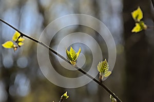 Sunny young birch leafs against dark tree trunks in the spring forest