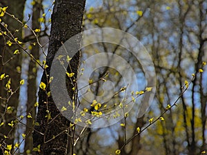 Sunny young birch leafs against dark tree trunks in the spring forest