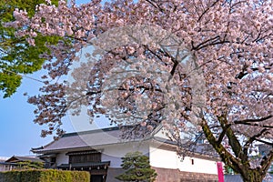 Sunpu Castle Tatsumi-Yagura during Cherry blossoms
