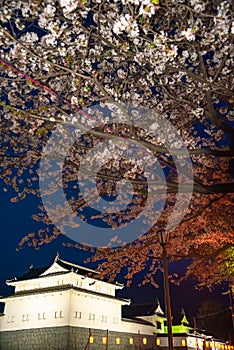 Sunpu Castle Tatsumi-Yagura during Cherry blossoms