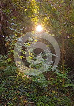 A sunray breaking through the forest canopy