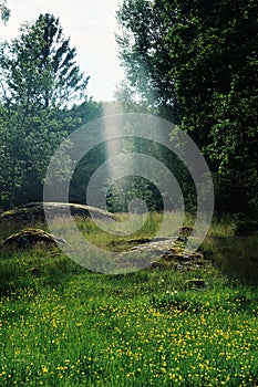 Sunray on a field during summer