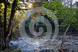 Sunray Going Through Tree in Slovenia