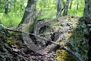 Sunray on gray bark