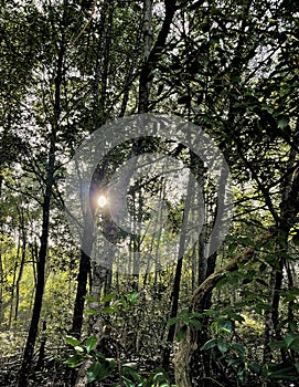 A sunray in a mangrove forest.