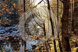 Sunray thought forest in winter near Saut du doubs, FranchecomtÃ©