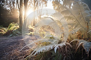 sunray touching frosted ferns near path