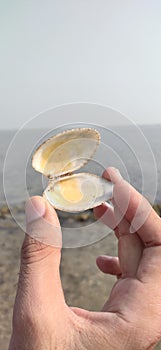Sunray Venus clams stock photo