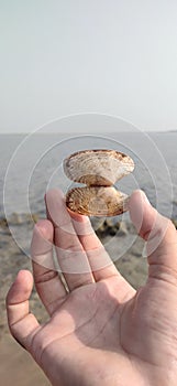 Sunray Venus clams stock photo