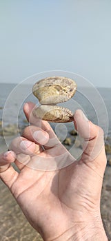 Sunray Venus clams stock photo