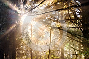 Sunrays Beam Through Trees in the Forest