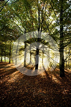 Sunrays through beech trees in autumn photo