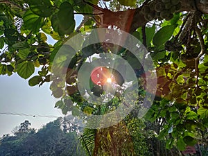 Sunrays through branches of Tree of Roxburgh fig, elephant ear fig tree Ficus auriculata. photo