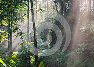 Sunrays crossing misty forest