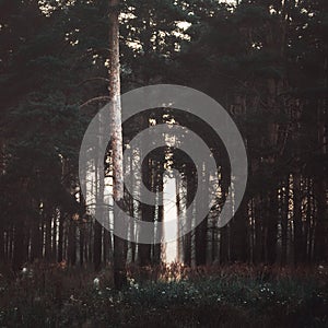 Sunrays In The Dark Forest