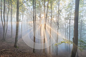 Sunrays in dark forest. Sun rays in woods. Sunbeam light Spring time.