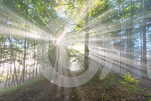 Sunrays in dark forest. Sun rays in woods. Sunbeam light Spring time.