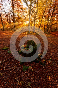 Sunrays in an enchanted beech forest in Entzia photo