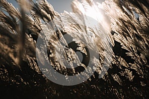 Sunrays fall through wheat. Sunsest in autumn