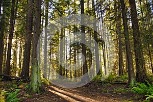 Sunrays filtering thru the forest foliage in a Vancouver Island