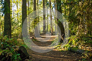 Sunrays filtering thru the forest foliage in a Vancouver Island