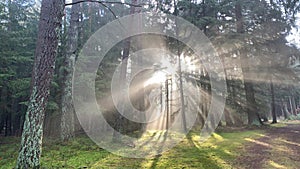 Sunrays in the forest