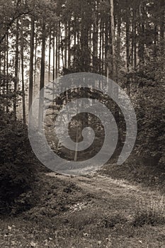 Sunrays through the Morning Forrest