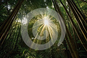 sunrays penetrating through bamboo canopy