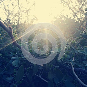 Sunrays penetrating through the plants