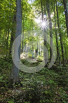 Sunrays in primeval forest Stuzica, Poloniny, Slovakia