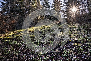 Sunrays scene in coniferous forest, Big Fatra, Slovakia