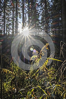 Sunrays scene in coniferous forest, Little Fatra, Slovakia