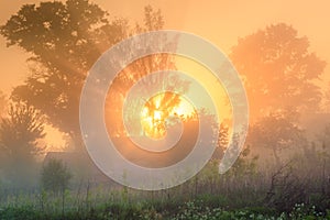 Sunrays shine through fog at tree. Rural landscape