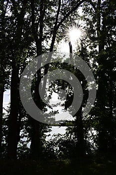 Sunrays shining through tree canopy